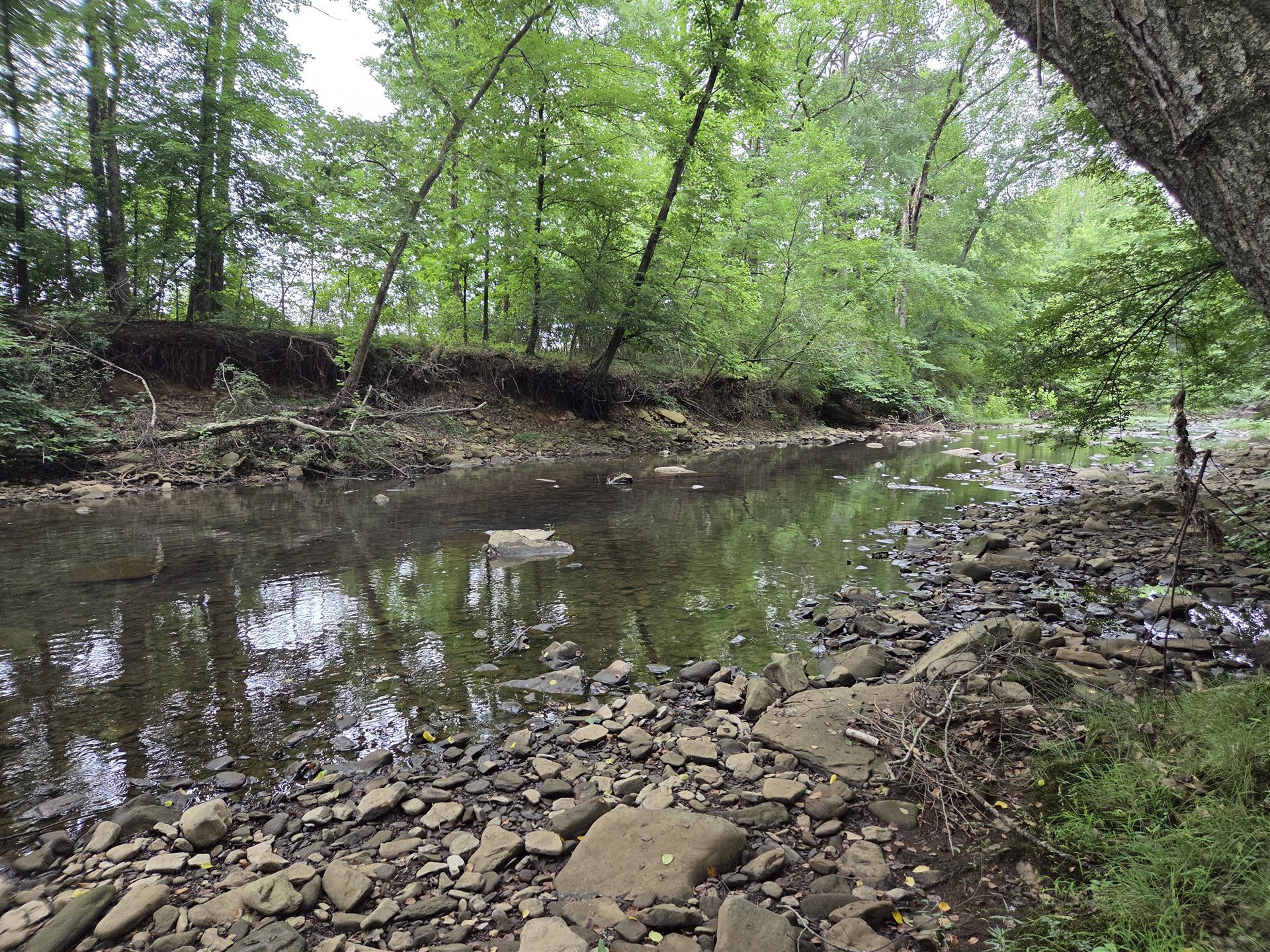 Ground-level view of the rocky creek bed, shallow water and leafy trees along the creek